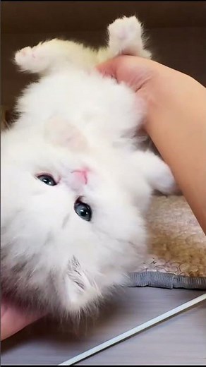 This Fluffy Cat Went From Toy Hunter to Belly Baby
