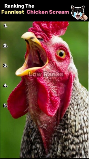 Ranking Funniest Chicken Screams 🐔🔥 #shorts #funny #viral