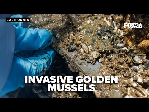 California introduces new safety measures for invasive golden mussels
