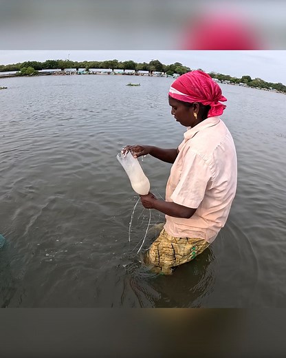 4.3M views · 29K reactions | Group of Women Catching Mullet Fish Using Bottle Trap & Maida Bait in River! #MulletFish #BottleTrapFishing #WomenFishing #VillageFishing #RiverFishing | Kadal Raasa Fishing | Facebook