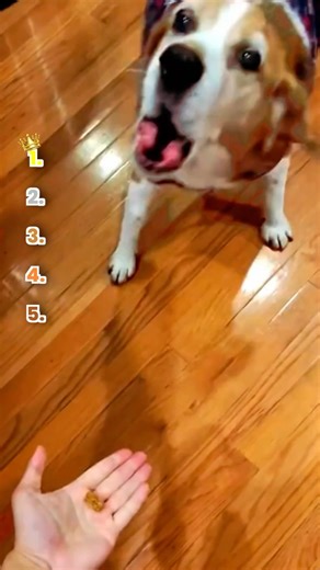 Ranking dogs at their ANGRIEST moments 🤣 #dog #funnyanimals #pets