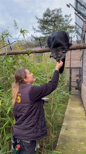 Binturongs go dating! 💜 Our Vulnerable Binturong pair are officially in the dating phase, and we’re thrilled to watch their relationship continue to grow. 👀 Brought together as part of the European Breeding Programme, Nirvana and Rambutan play an important role in protecting the future of their species. 🐾 | Hertfordshire Zoo