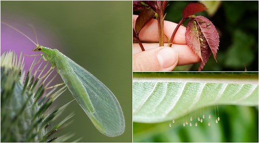 4 Ways to Attract Lacewings to Your Garden (& Why You Need Them)