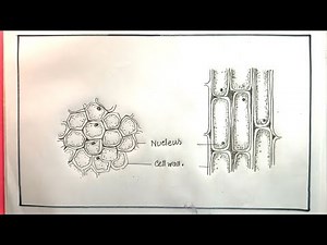 How To Draw Collenchyma Tissue/Simple Permanent Tissue