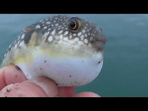 風船のように丸く膨らむ、ユニークな魚、フグ。海に着水と同時に、姿を消すように、一瞬で泳いで逃げます。干乾しにせずに大きな心で、キャッチ＆リリースしましょう。