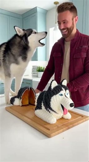 Husky Reacts to a Cake That Looks Exactly Like Him! 🐺🍰😲 #Shorts #Husky #DogReaction