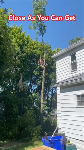 Perfect Tree Top Drop, Skill Or Chance?