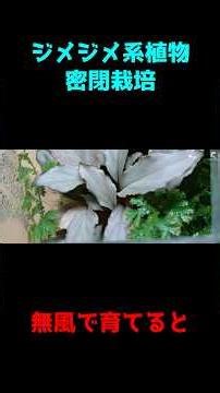 ジメジメ系植物のケース栽培？風がなくても育つのか？ #園芸 #観葉植物 #plants
