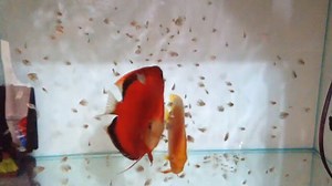 2.9K views · 14 reactions | Discus with fry © House of Discus 七彩之家 | For The Love of Fish | Facebook