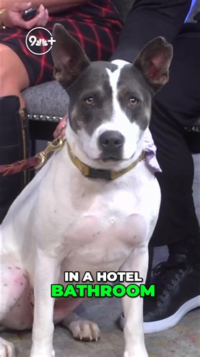 Cuddle bug Maggie wants a home where she can snuggle on the couch