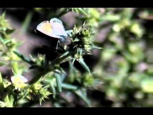 PYGMY BLUE BUTTERFLY