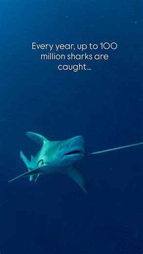 Shark finning is one of the most brutal and wasteful practices in our oceans. Sharks are targeted for their fins, primarily used in shark fin soup, and once captured, their fins are often sliced off while they are still alive before being discarded back into the sea. Every year, up to 100 million sharks are caught and killed for their fins and meat — an unsustainable toll on some of the ocean’s most ancient and vital beings. As apex predators and filter feeders, sharks and rays are essential to 