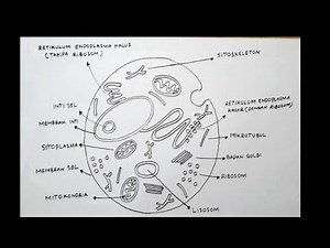 How to draw animal cells easier Illustration