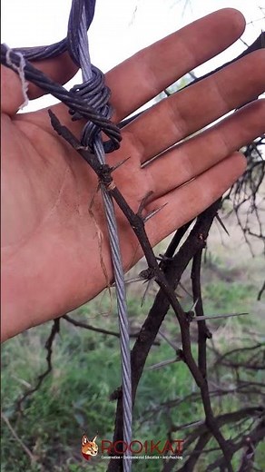 Rooikat Conservation - Inside a Poacher’s Snare: Using thin inner-bark strips to suspend the snare.