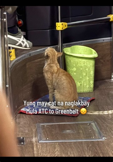 Cat Travels from ATC to Greenbelt on Bus