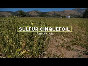 Sulfur cinquefoil