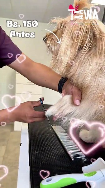 Aniversario TAAWA: ¡Locos Descuentos Pet Shop y Peluquería!