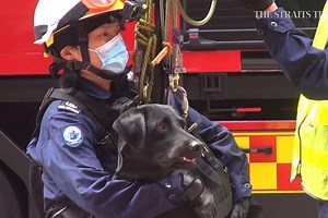 SCDF search platoon's dogs showcase height rescue skills
