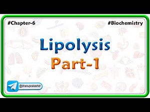 Lipolysis ( part - 1 ) : Lipid Metabolism