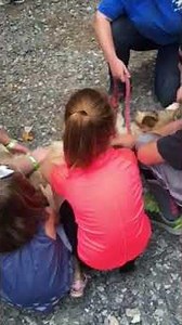 N Ga Zoo wolf belly rubs