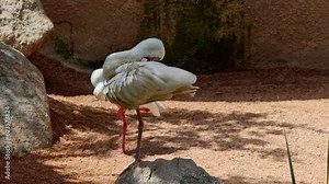 African spoonbill cleaning its plumage while sitting on a stone. Slow motion 4K