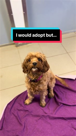 Debunking Myths About Adopting Rescue Dogs