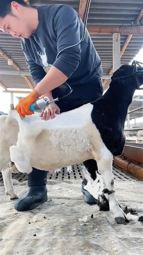 Sheep shearing 🐑 #shorts #facts