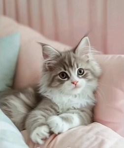 157K views · 4.2K reactions | Cute little cat #cat #catlover #ai #cutecat #kitten #talkingcat #bond #jamesbond #funnycat | Automation Ai | Facebook