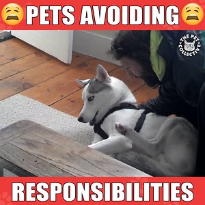 3.7M views · 22K shares | These pets get me: | The Pet Collective | Facebook