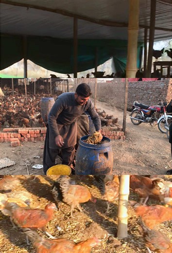 #trending #poultryfarming #goldenmisrifarming #mianpoultryfarmfsd #mianpoultryfarmadress #trendingvideo #poultrybusinessstartideas #poultry #mianpoultryfarm #hen