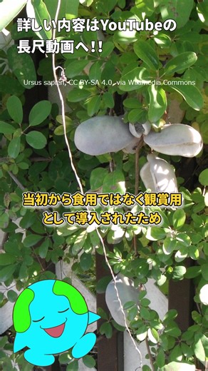 YouTbeでは長尺動画も投稿中です！！ https://www.youtube.com/channel/UCprhlFj3cWC7d5Navri7Qow #雑学 #解説 #解説動画 #リール #勉強 #教育 #科学 #生物 #動物 #生き物 #いきもの #ジオチャン #アケビ 声 VOICEVOX:ずんだもん 音読さん | ジオチャン（生物解説）