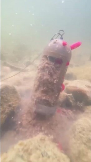 Ever seen our NEW Caged Window Feeder work their magic underwater? 🪄🎣 #shorts ￼