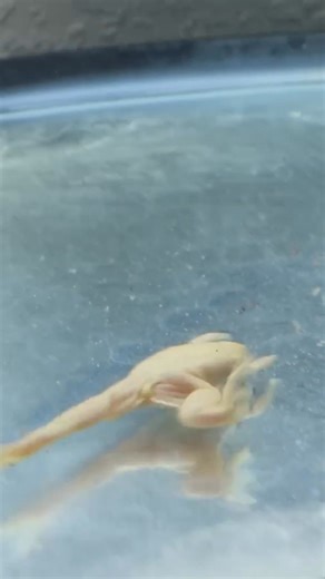 13K views · 138 reactions | The Frog with a Funny Butt... | Rob’s Aquatics | Facebook