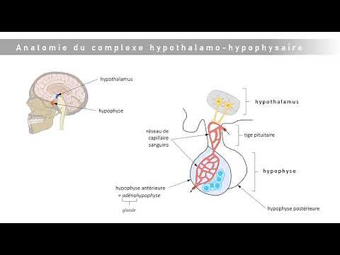 Le complexe hypothalamo-hypophysaire