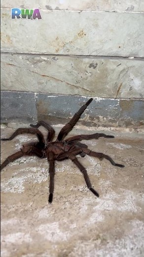 😱 WATCH OUT! Giant Tarantula prank scares cameraman dad