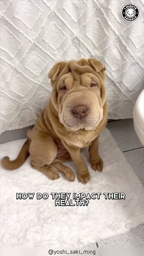 149K views · 3.3K reactions | 1 Minute Animals on Reels | Facebook