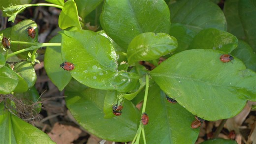 Resorts World releases over 100,000 ladybugs for Earth Day