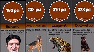 Be Careful Around These Animals: Strongest Animal Bites In Nature's History!