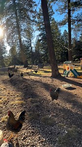 Had some visitors while out feeding my chickens. Is this the life you've been dreaming of? Call Cloudcroft Properties today to find your dream mountain home! | Cloudcroft Properties