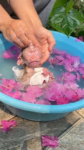The baby monkey relaxes while its mother massages its head during bath time.#monkey