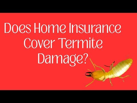 Does Home Insurance Cover Termite Damage?