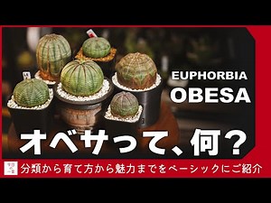 【ここから】オベサの育て方や魅力についての基礎基本をご紹介したい【アガベ・塊根・多肉】