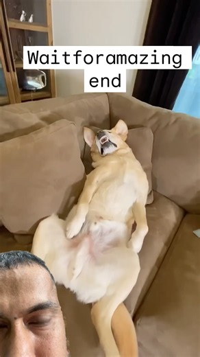 Dog sleeping on sofa amazing #dog #sleeping g