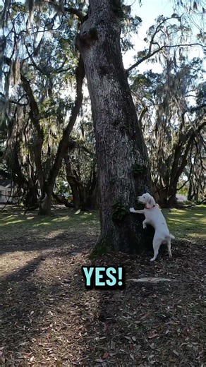 Place Training with the Tree (squirrel dogs)