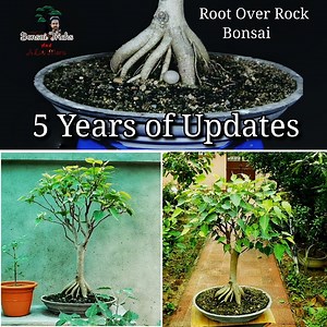 291K views · 7.9K reactions | 5 YEARS of Work on a Bonsai Tree | DIY Root over Rock Bonsai | DIY Gardening : #Ayansbonsaitricks #bonsai | Bonsai Tricks And a Lot More Official | Facebook