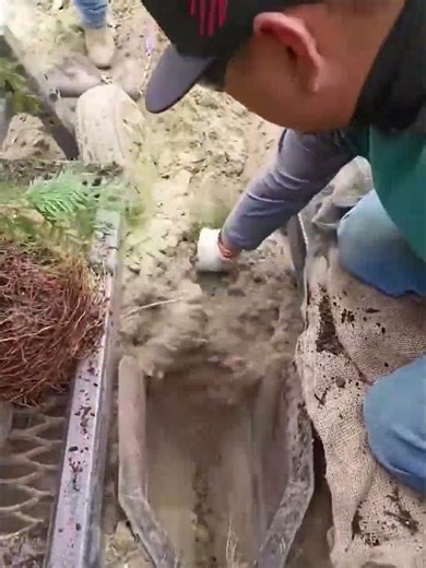 Tree seedling mechanized planting process