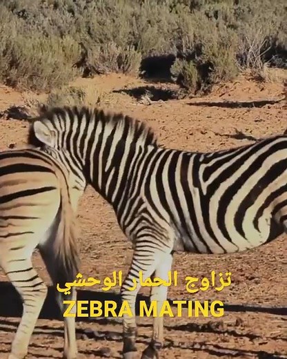 شاهد تزاوج حمار وحشي ووحيد القرن أمر لا يصدق/Watching zebra and rhino mating is unbelievable