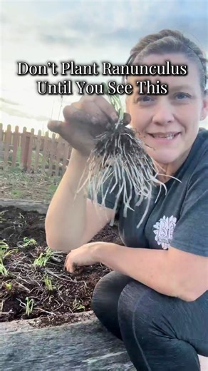 How to Plant Pre-Sprouted Ranunculus Corms for Success