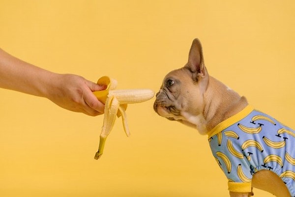 20 Foods your Frenchie CAN & CAN'T Eat - FrenchieWiki