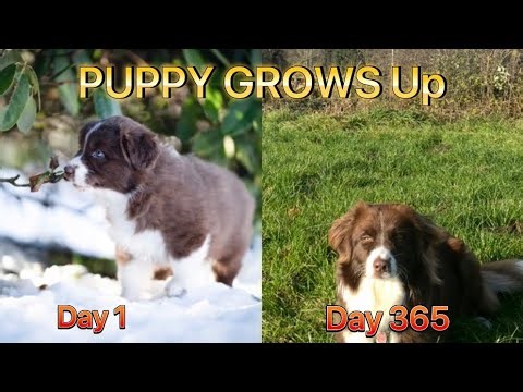 WATCH MY PUPPY GROW | First day to 1 Year